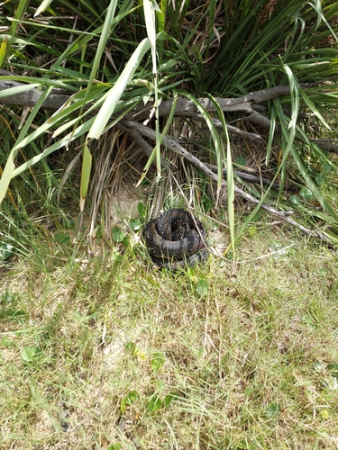 Diamond Python sighting