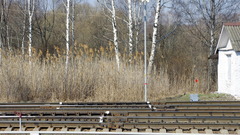 Phragmites australis