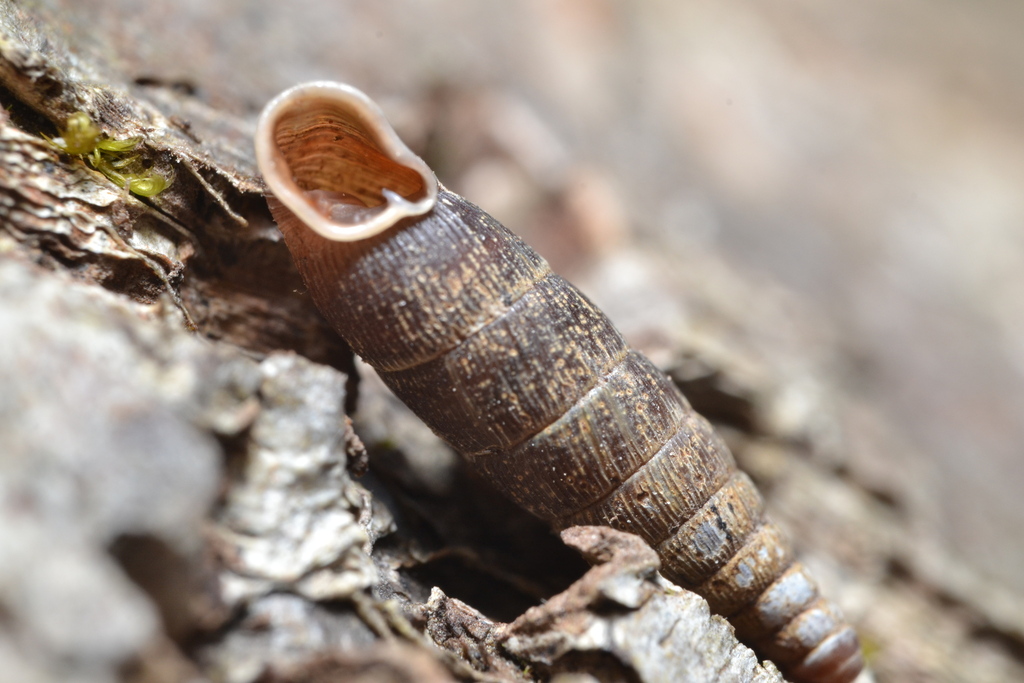 Rolph's Door-snail
