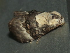 Acatapaustus leucospila