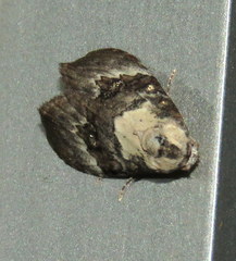 Acatapaustus leucospila