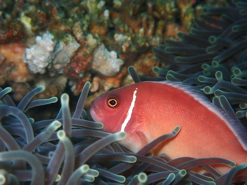 Pink Skunk Anemonefish — seen at this dive site
