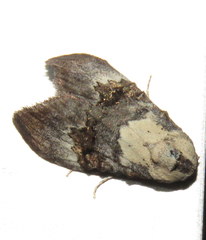 Acatapaustus leucospila