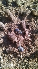 Diadasia bituberculata