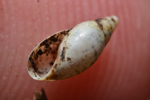 Moss Bladder-snail