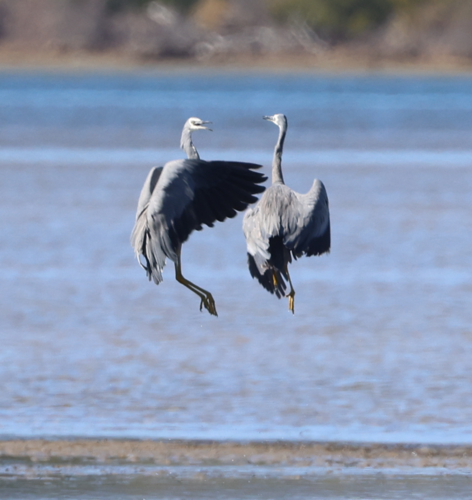 White-faced Heron, photo 5 of 10