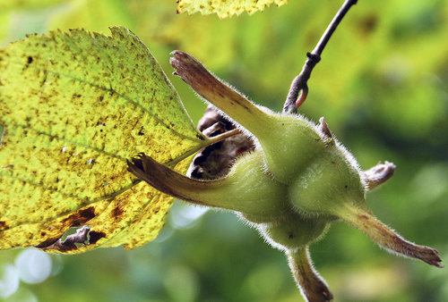 Corylus sieboldiana iNat (2)