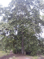 Platanus mexicana