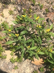 Baptisia lanceolata