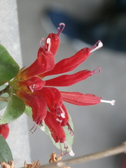 Aeschynanthus speciosus