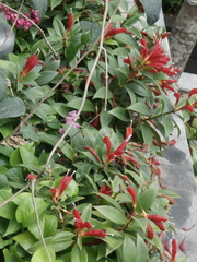 Aeschynanthus speciosus
