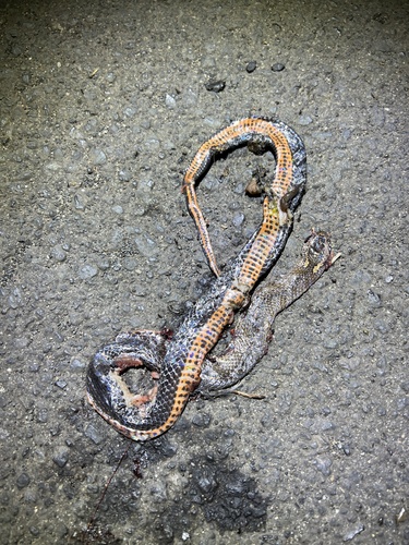 Golden-crowned Snake sighting