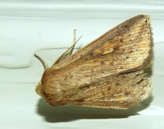 Mythimna decisissima