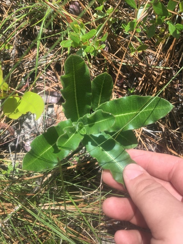 Asclepias obovata image