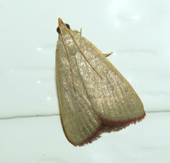 Hypsopygia albidalis