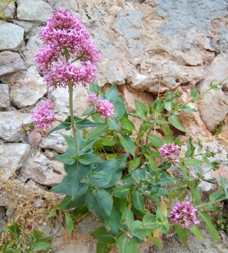 Crveni odoljen (Centranthus ruber)