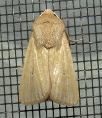 Leucania abdominalis