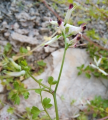 Fumaria flabellata