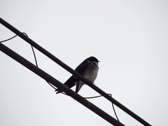 Tachycineta leucopyga