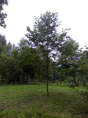 Platanus mexicana