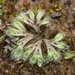 Riccia ciliata - Photo (c) Léo Giardi, alguns direitos reservados (CC BY-NC), uploaded by Léo Giardi