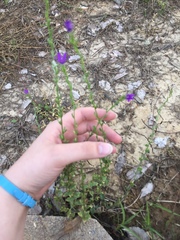 Triodanis perfoliata