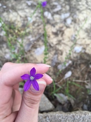 Triodanis perfoliata