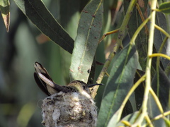 Rhodopis vesper