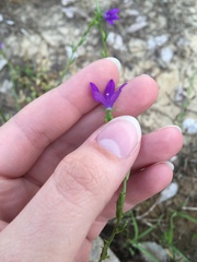 Triodanis perfoliata