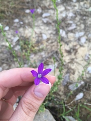 Triodanis perfoliata