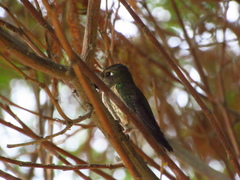 Sephanoides sephaniodes