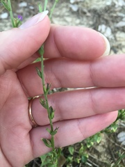 Triodanis perfoliata