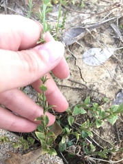 Triodanis perfoliata