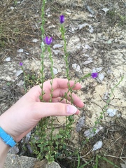 Triodanis perfoliata