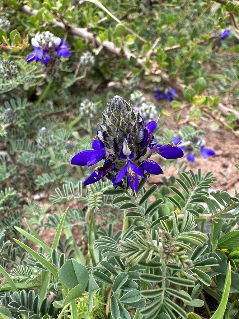 Dalea boliviana