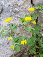 Lotus ornithopodioides