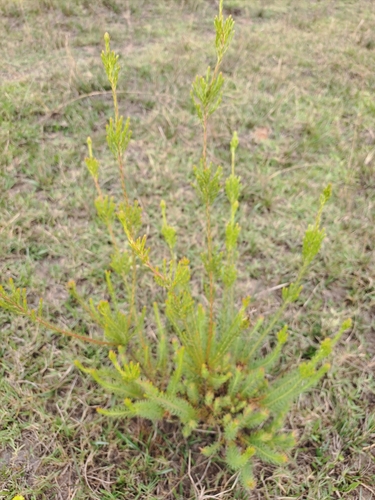 Image of Leucadendron laxum by (c) Eugene Hahndiek, some rights reserved (CC BY-SA)