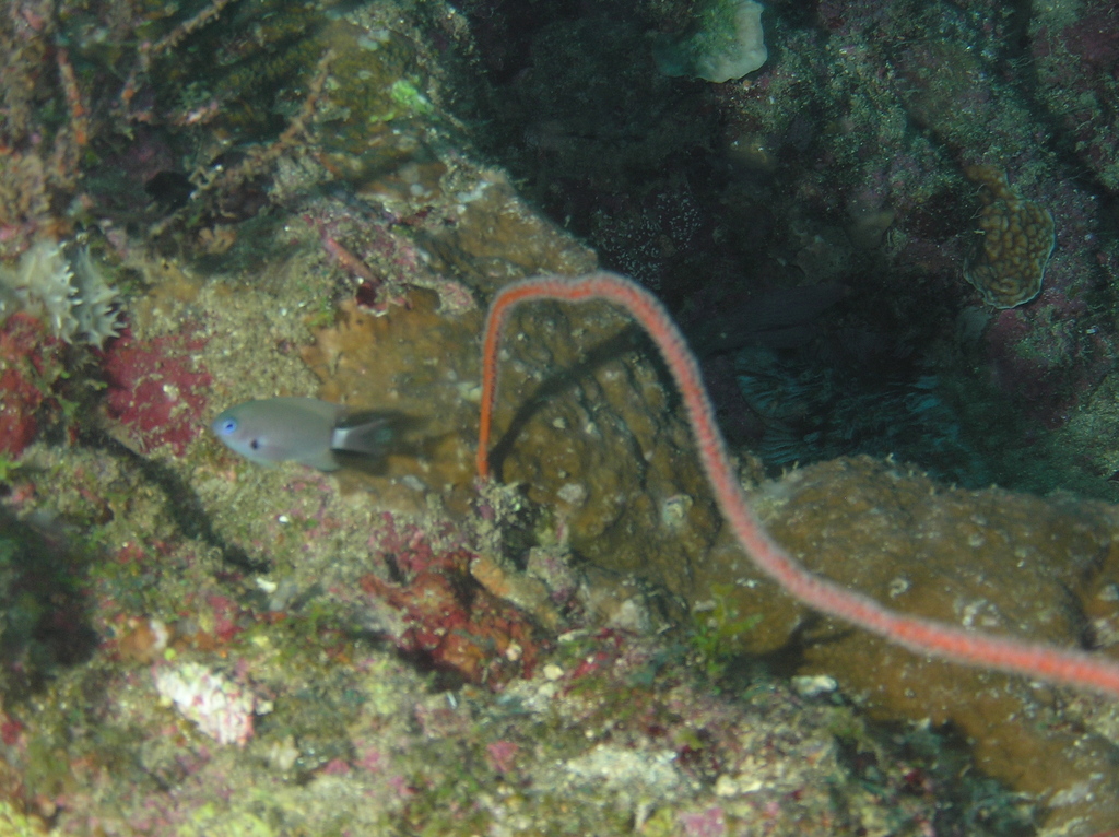 Deep Reef Chromis