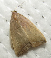 Simplicia armatalis