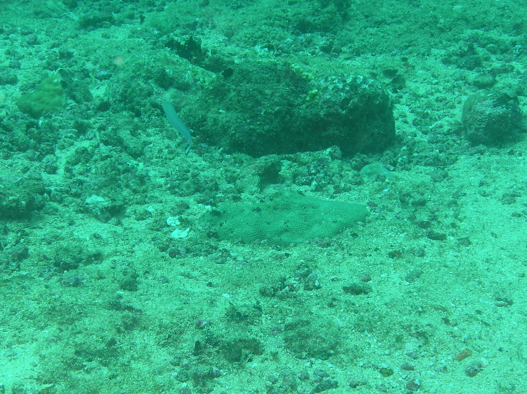 Quakerfish