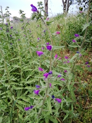 Echium vulgare pustulatum