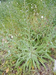 Echium vulgare pustulatum