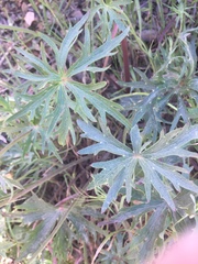Delphinium cardinale
