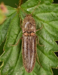 Gambrinus griseus