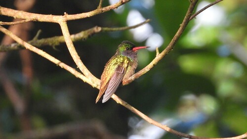 Colibri d'Élicia (Chlorestes eliciae)