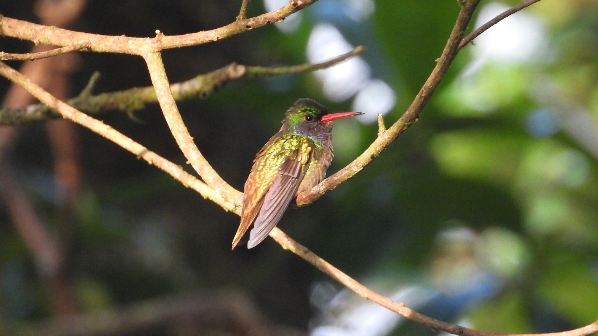 Blue-throated Goldentail (Chlorestes eliciae)