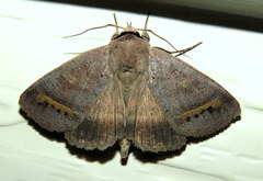 Pantydia capistrata