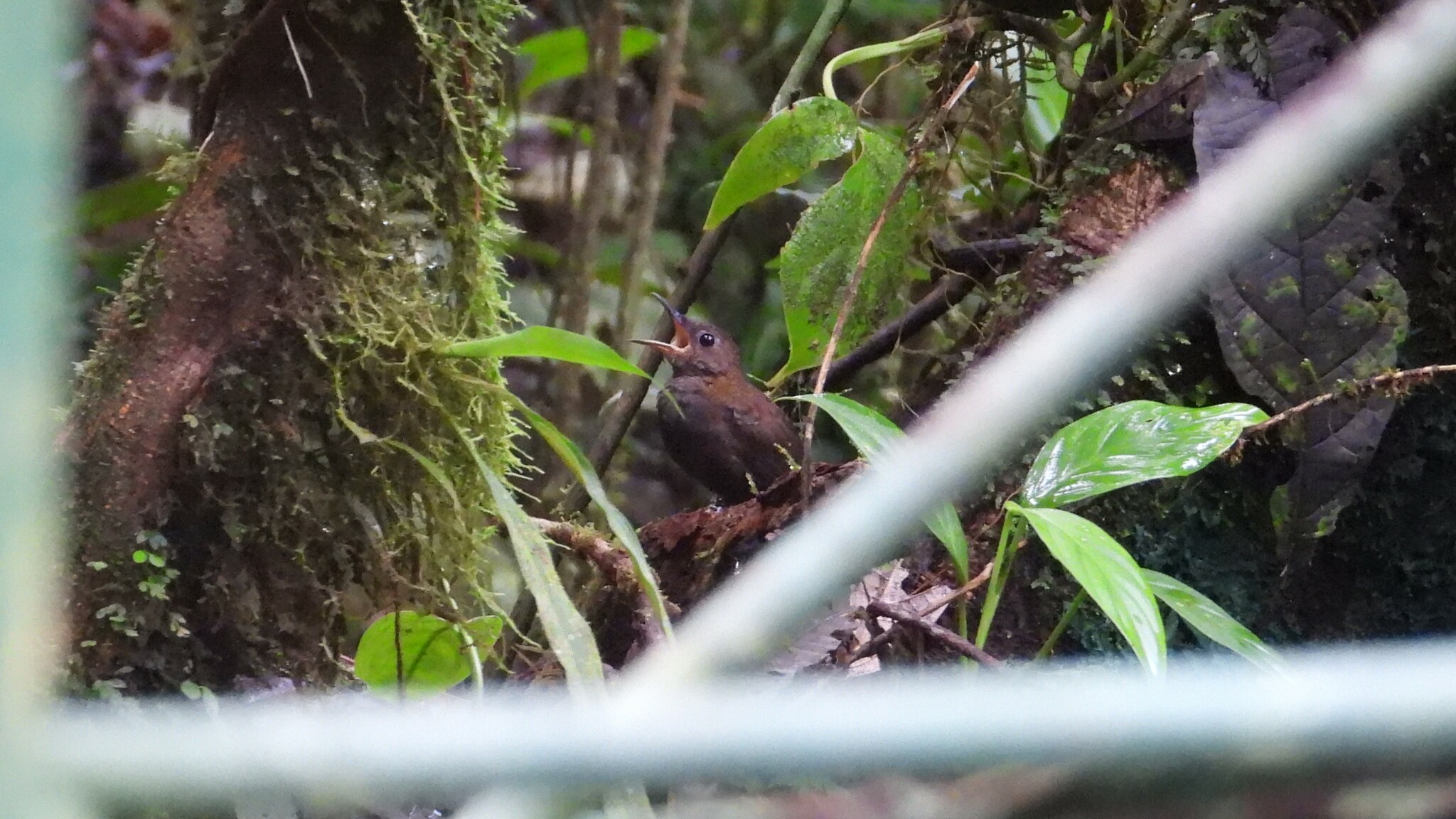 Northern Nightingale-Wren (Microcerculus philomela), photo 3