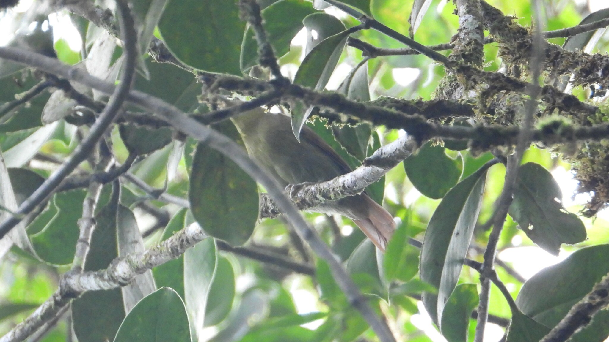 Russet Antshrike (Thamnistes anabatinus)