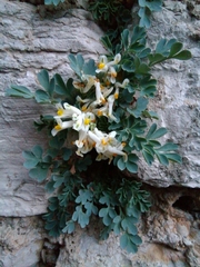 Pseudofumaria alba acaulis